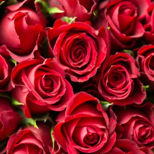 A stunning close-up of red roses, perfect for romantic occasions and floral gift ideas.